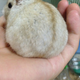 Illustration for article titled A Facebook Page Dedicated Entirely to Hamster Butts